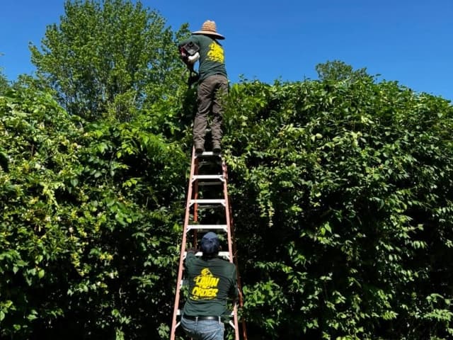 Shrub and Bush Trimming Service Image