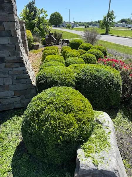 Shrub & Bush Trimming